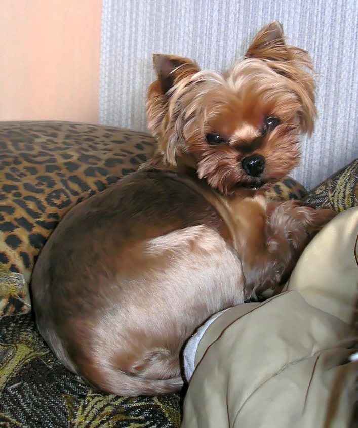  EN'CLER DE ARIN — Labaza DogPedigree YorkshireTerrier